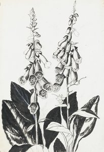 Foxgloves